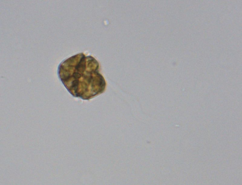 Gymnodinium breve (dinoflagellato)